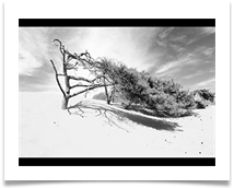 The windswept Pine - June Bannister